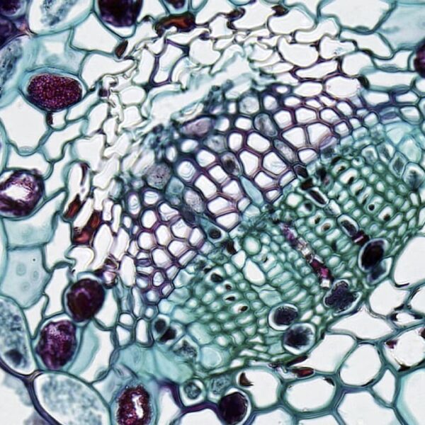 Telomeres and aging